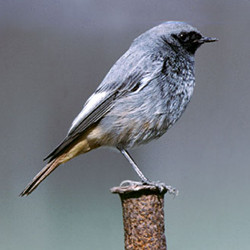 Phoenicurus ochruros [black redstart] by Craig Churchill