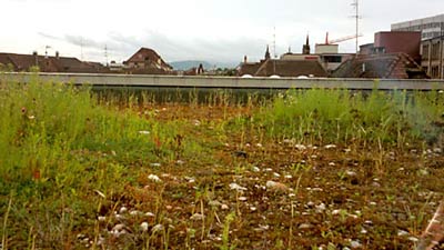 Contoured roof planting