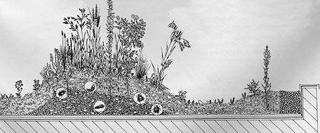 Cutaway drawing of roof greening